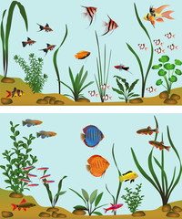 Different species of freshwater fish in aquarium. Color vector illustration.