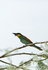 European bee-eater 