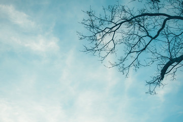 Dry trees against the blue sky retro effect