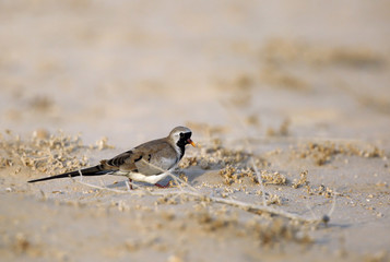 The Namaqua dove 