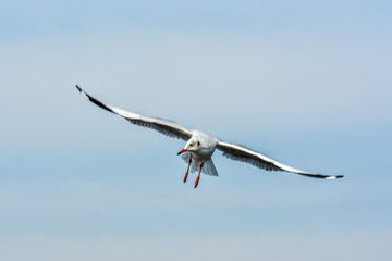 Flying Seagull