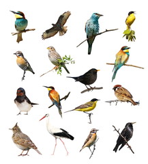Obraz premium Set of photographs of birds isolated on white background, texture