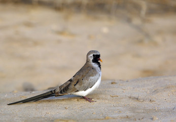 The Namaqua dove 
