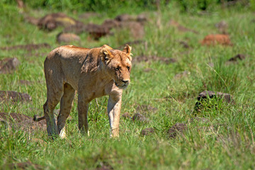 Lioness walks in savanna