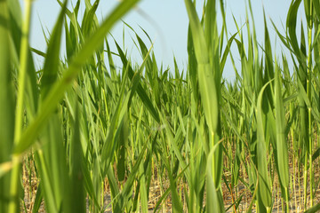 cattail, bulrush, summer, green, beach, sand, grass, tender, blurred, bokeh, background, texture