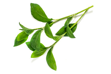 Medicinal plant  Polygonum aviculare or common knotgrass