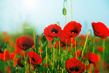 The huge field of red poppies flowers