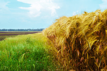 wheat field