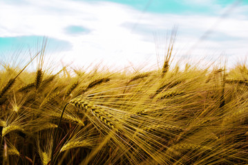 wheat field