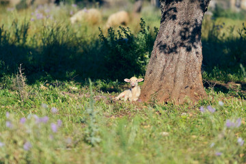 Lamb lying under tree enjoying the sun.
