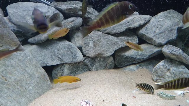 C&iacute;clidos africanos del lago Tanganica, Tropheus Ujiji