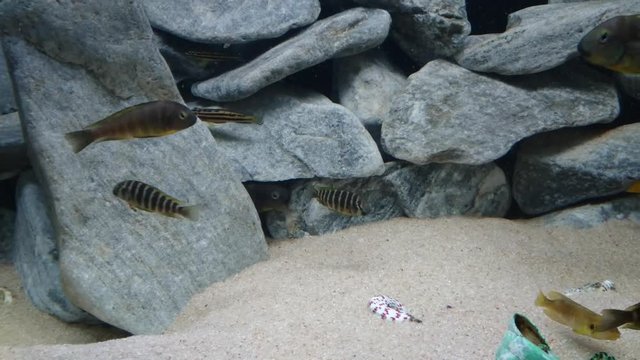 Especies de peces del lago Tanganica, Tropheus Ujiji Katonga