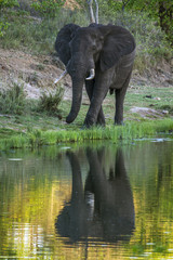 Fototapeta premium African bush elephant in Kruger National park, South Africa