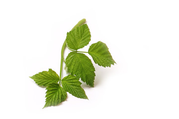 Raspberry leaf branch isolated on white background