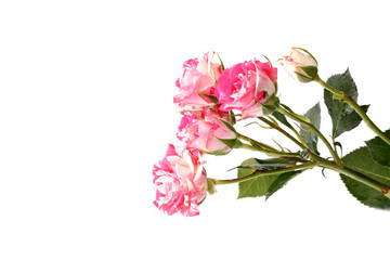 Shrub Roses isolated on white background