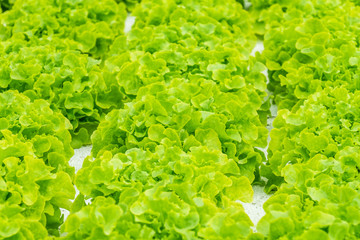 Fresh green vegetables cultivation