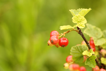 red currant bush in the garden of selective focus on a berry