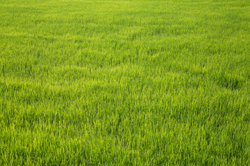 Obraz na płótnie Canvas Green rice field at sunrise