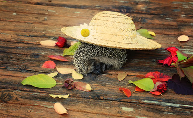 romantic autumn hedgehog straw hat daisy retro wooden background vintage style