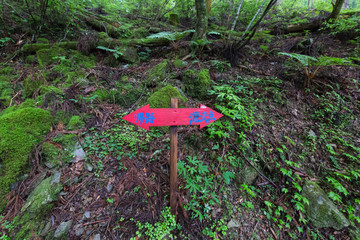 高知県津野町　四万十川源流点への道