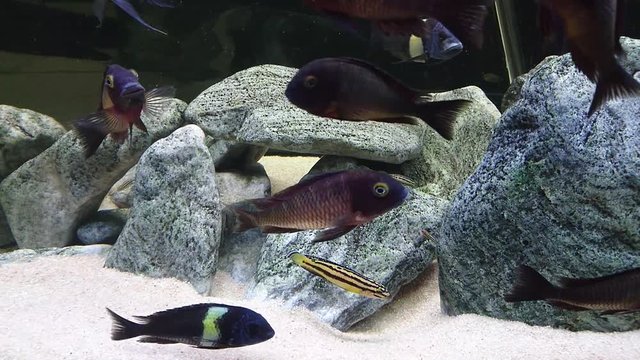 Especies de peces del lago Tanganica, tropheus duboisi maswa y lufubu real