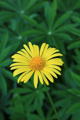 Yellow flower in the garden spring background