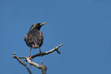 Beautiful glossy starling