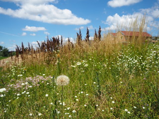 Obraz premium Dandelion on the field in front of the house