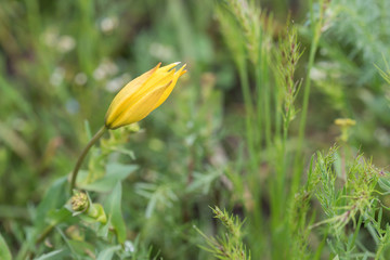 Wild tulip or Tulipa bibersteiniana