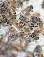 New white beeswax honeycomb with honey bees.
