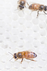 Honey bee on white honey comb beeswax drawn during nectar flow.