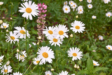 Fototapeta premium Daisies on a background lawn.