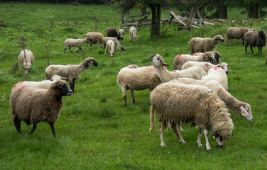 Fototapeta premium Hairy sheep on a green meadow 24