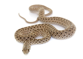 Montpellier snake in studio
