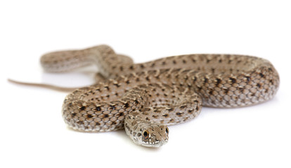 Montpellier snake in studio