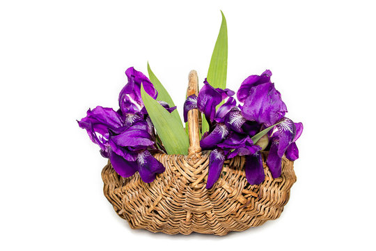 Irises in a basket on a white background. Holiday card