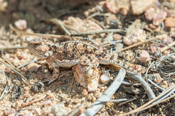 Horned lizard also known as horny toad or frog in natural  habitat