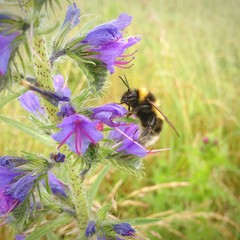 hummel