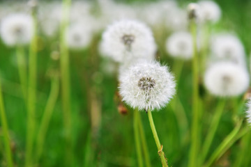 Fototapeta na wymiar dandelions in field