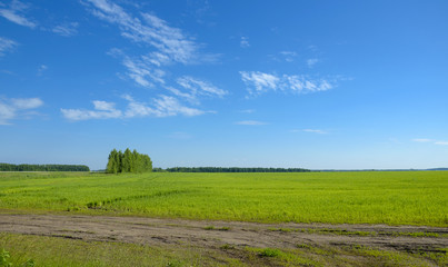 Blue sky over the green field