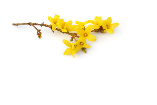Forsythien