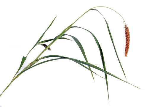 Green Grass Stem with Ear of Red Millet