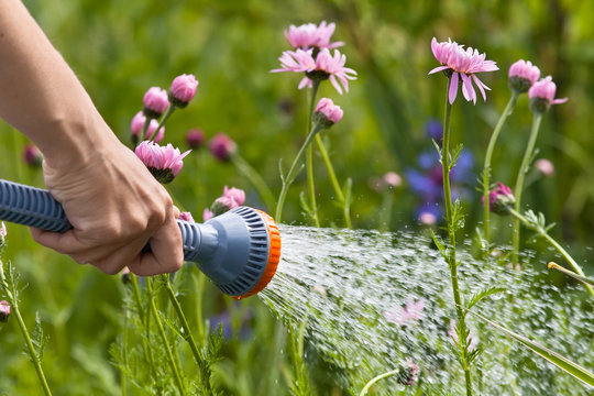 hand watering flowerbed in the garden