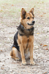 Naklejka na ściany i meble German Shepherd Dog also known as Alsatian