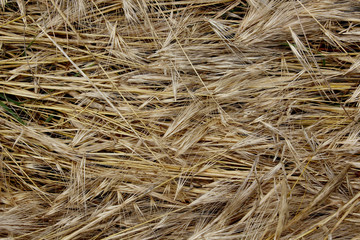hay