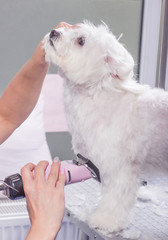 Calm dog clipper trim dog hair fur