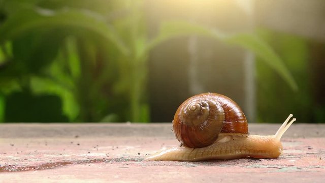 Garden snail wriggling, time lapse footage