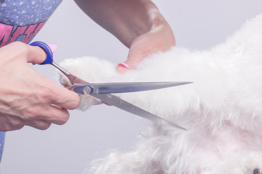 close up dog fur hair cutting scissors