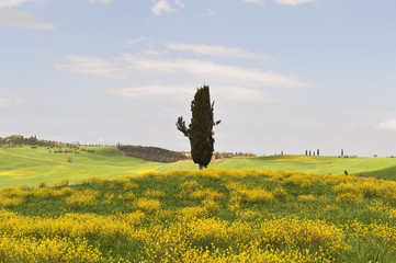 Cipresso solitario in Toscana