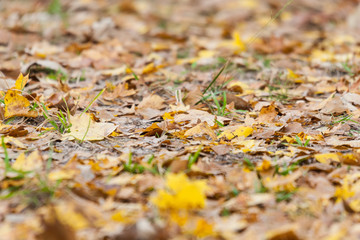 Autumn and Fall Season brings as colorful yellow, orange and red  leaves